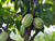 Une histoire d'équité et de durabilité dans le commerce du cacao