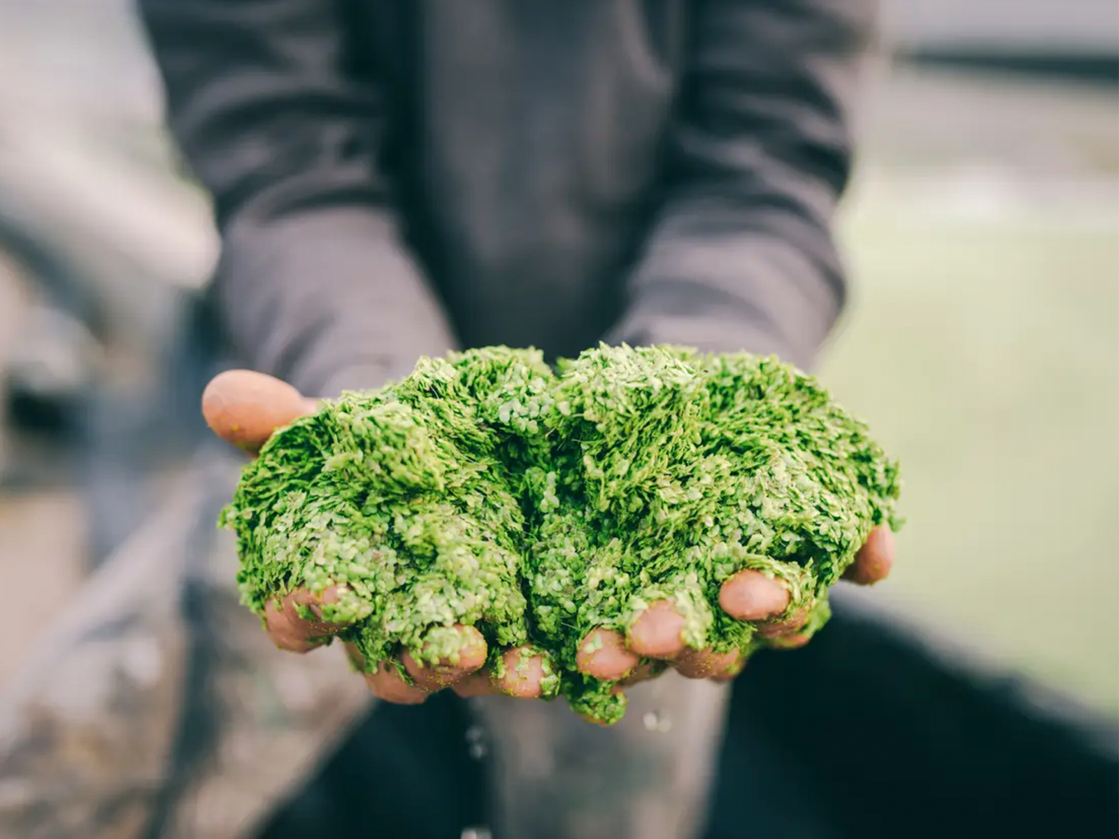 Lentille d'eau, lemna? Quoi que vous l'appeliez, voici pourquoi vous devriez l'ajouter à votre routine santé