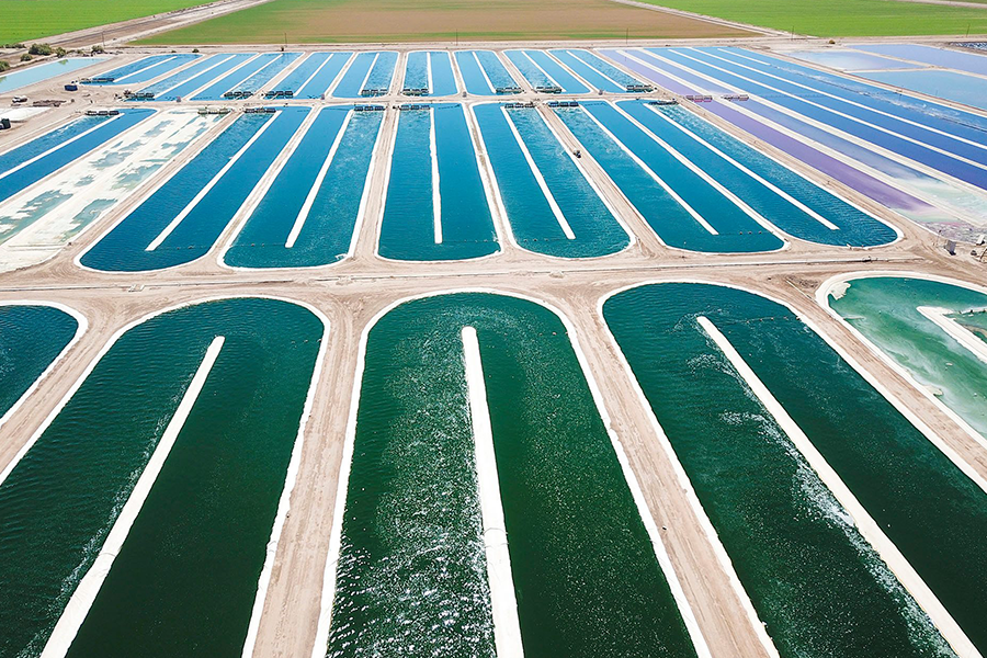 La meilleure spiruline au monde est cultivée en Californie