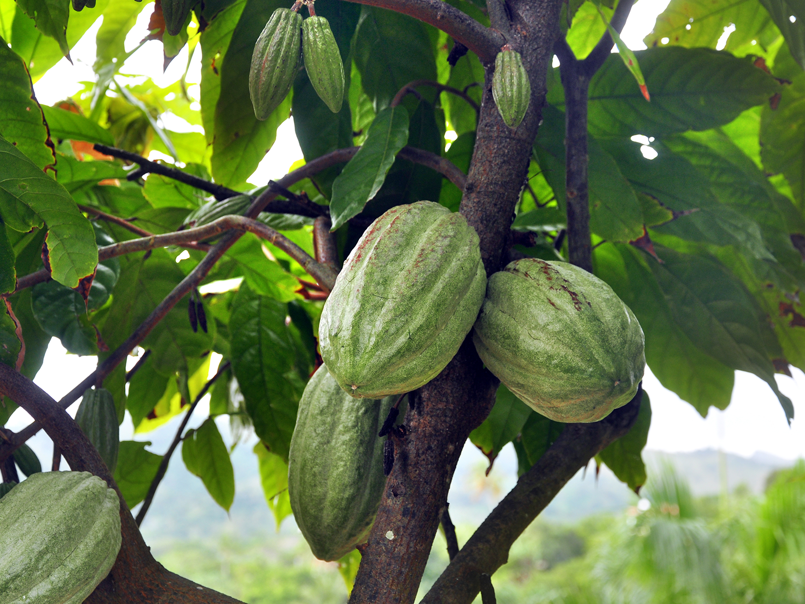 Une histoire d'équité et de durabilité dans le commerce du cacao