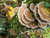 5 champignons fonctionnels offrant des bienfaits prouvés par la science