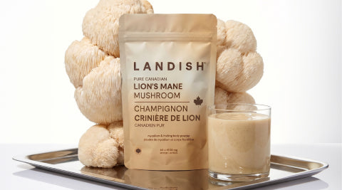 NOUVEAU | CRINIÈRE DE LION