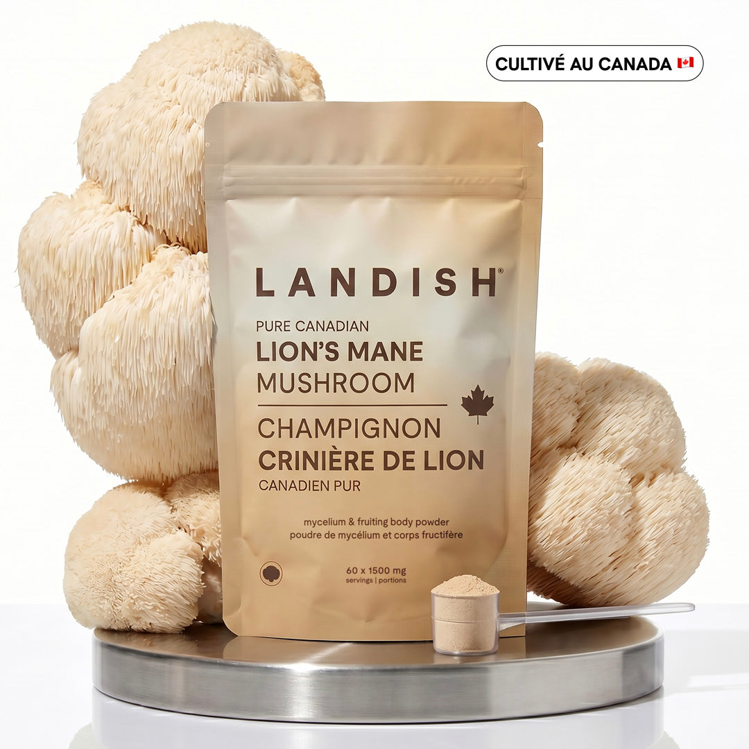 Champignon crinière de lion canadien pur