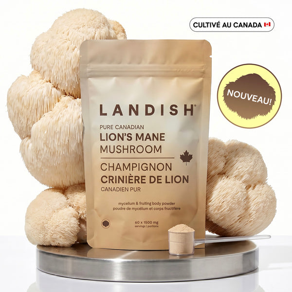 Champignon crinière de lion canadien pur