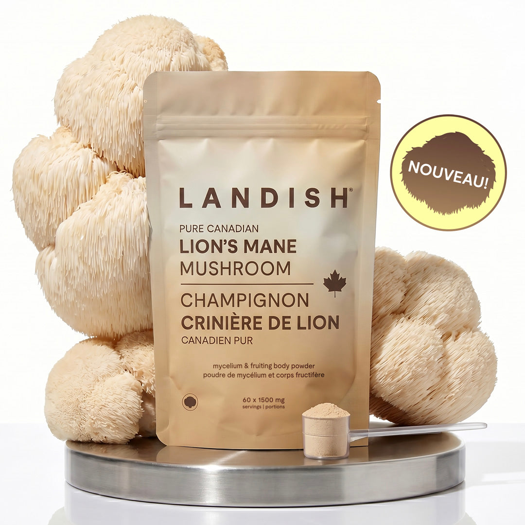 Champignon crinière de lion canadien pur