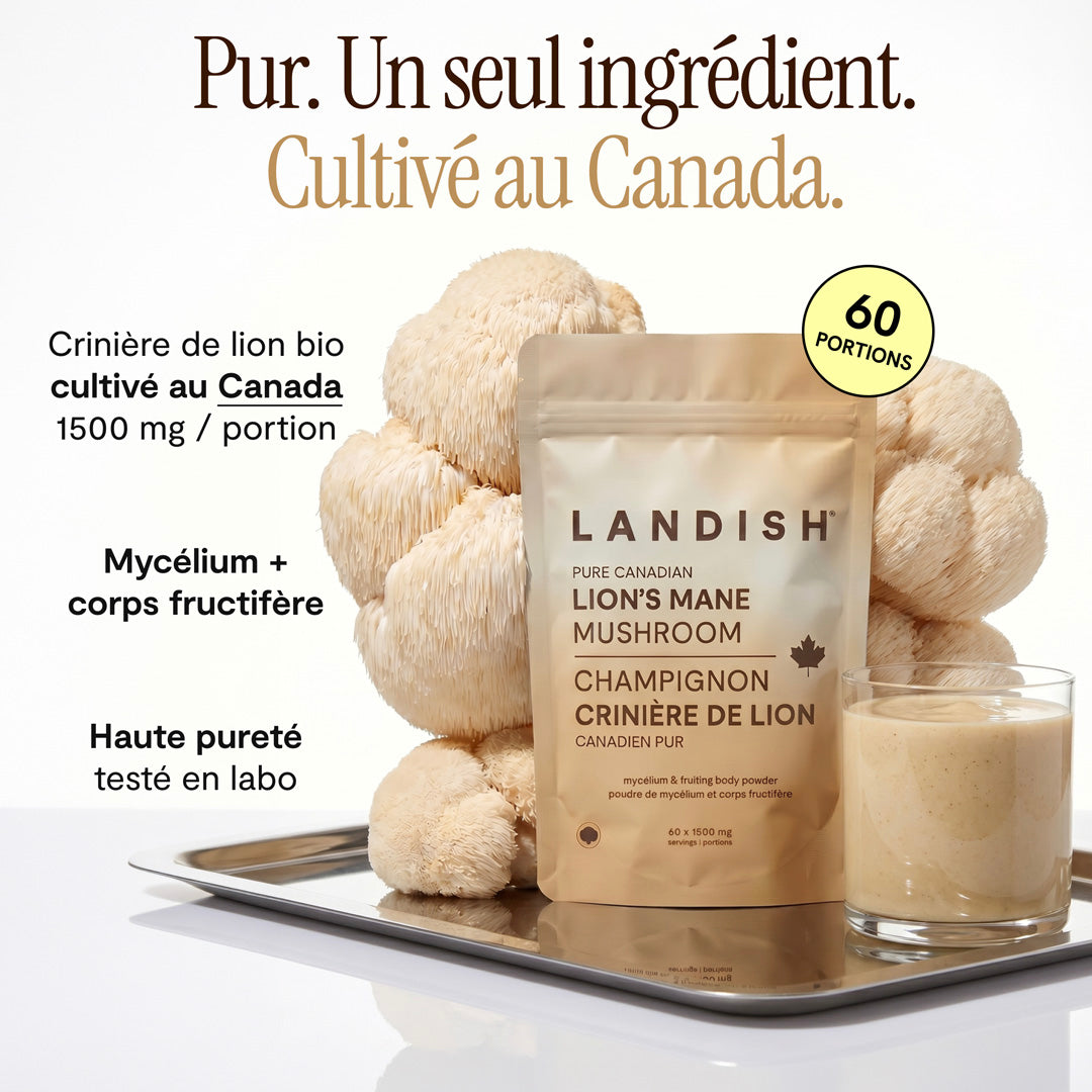 Champignon crinière de lion canadien pur