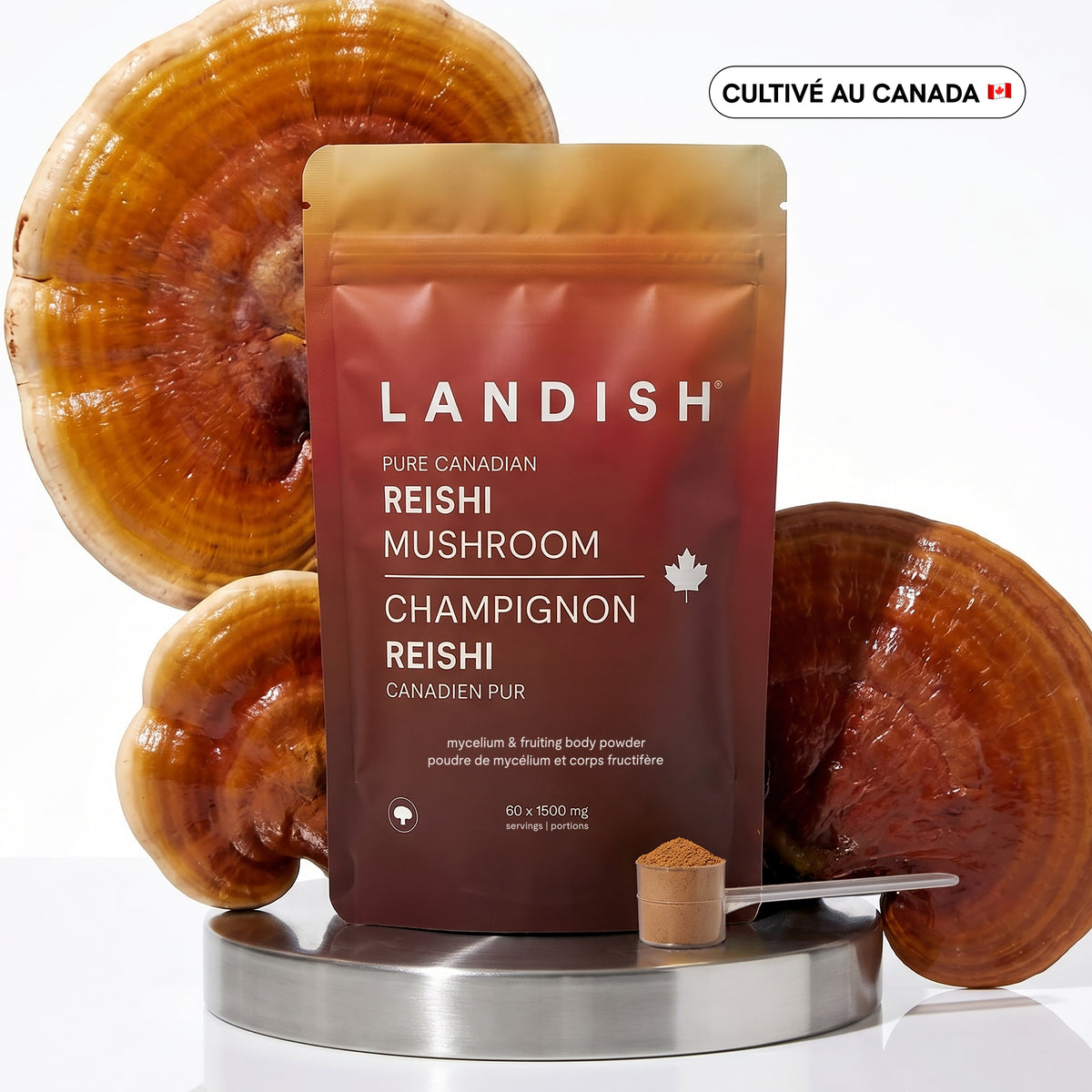 Champignon reishi canadien pur