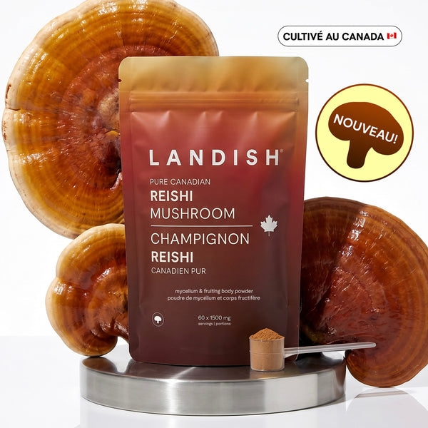 Champignon reishi canadien pur