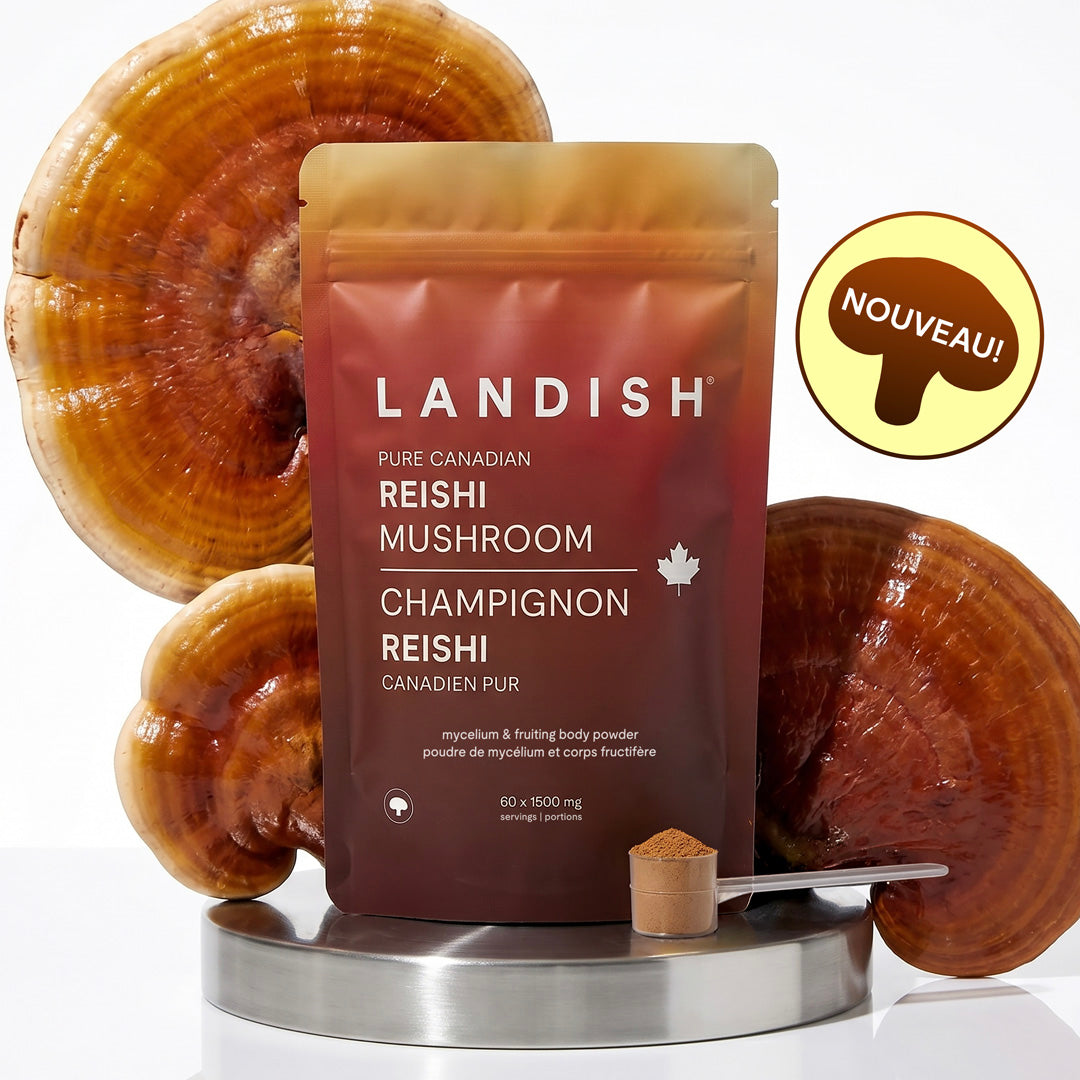 Champignon reishi canadien pur