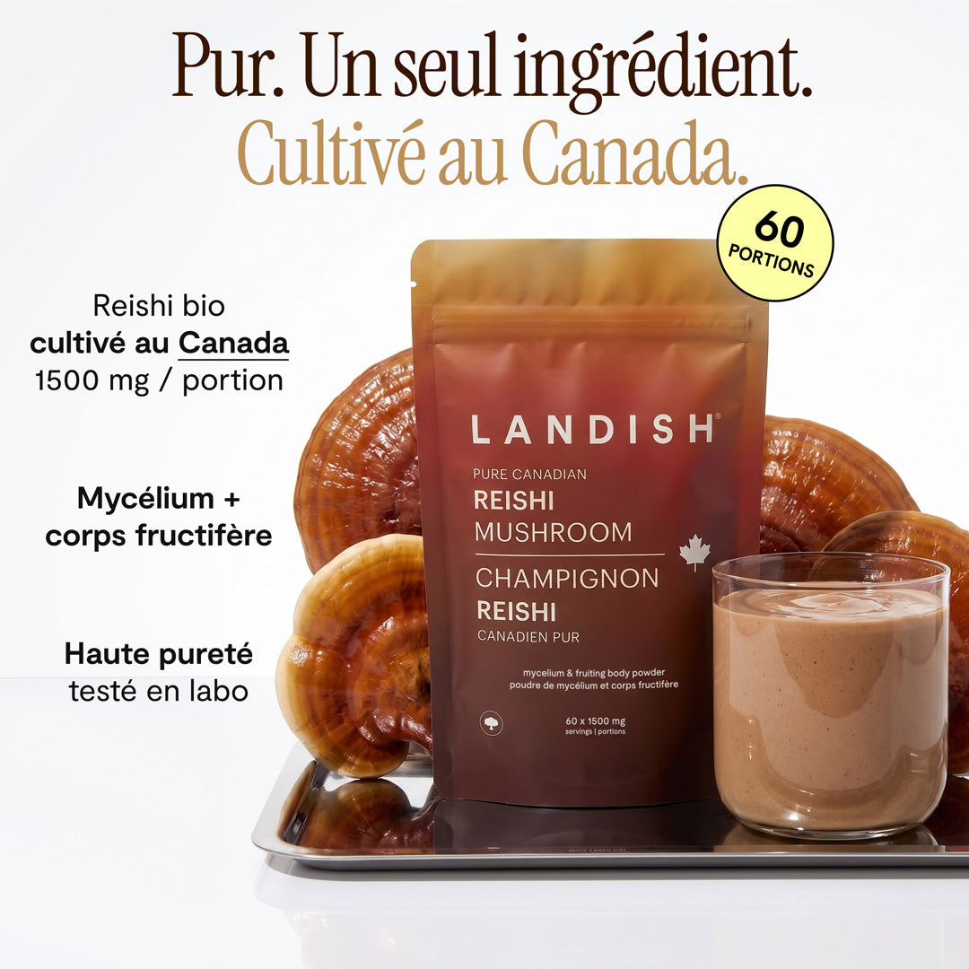 Champignon reishi canadien pur
